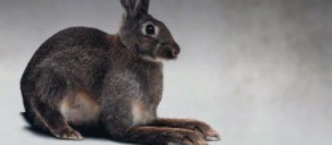FWD Rabbit 2